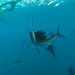 sailfish run caribe mexicano