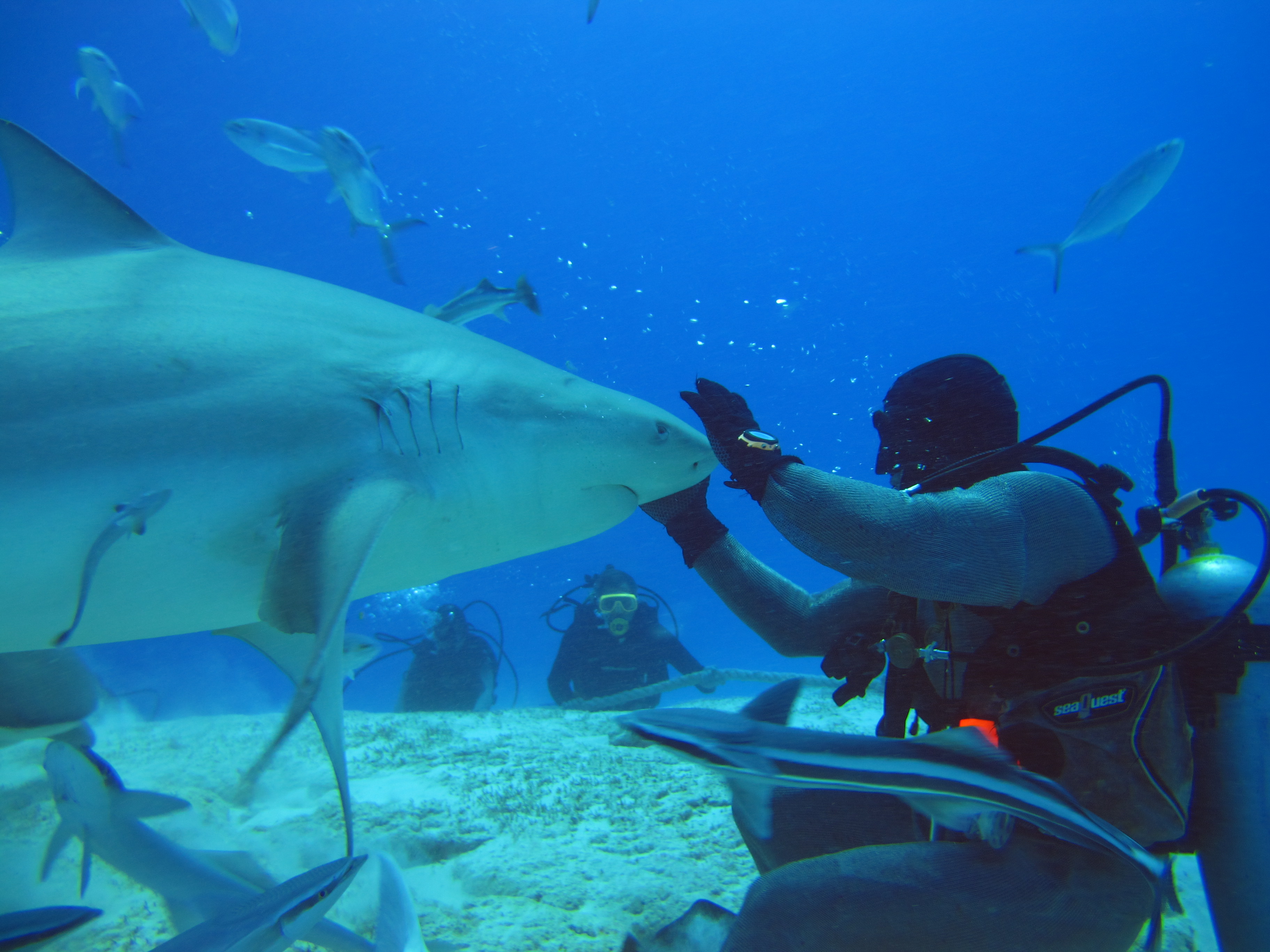saving-our-sharks-playa-del-carmen