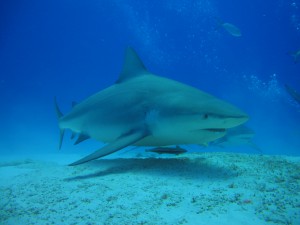 saving-our-sharks-playa-del-carmen
