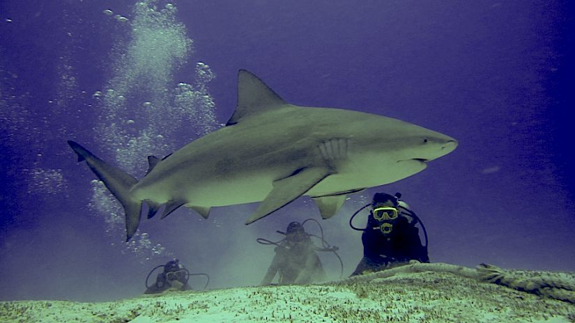 shark-diving-playa-del-carmen