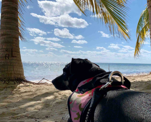 playa-coral-pet-friendly-cancun-mexico