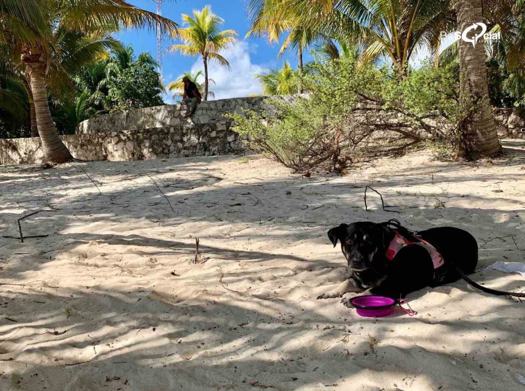 playa-coral-pet-friendly-cancun-mexico