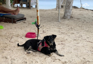 club-de-playa-puerto-morelos-perros-mascotas-riviera-maya-