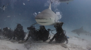 playa-del-carmen-tiburon-toro-saving-our-sharks