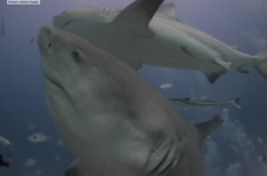 playa-del-carmen-tiburon-toro-saving-our-sharks