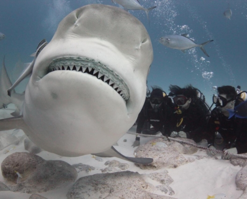 shark-season-playa-del-carmen-phantom-divers-mexico-hot-spot-